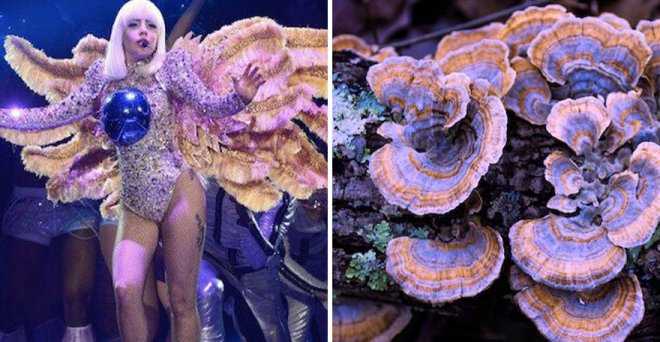 Эксцентричные наряды леди Гаги похожи на разные виды грибов
